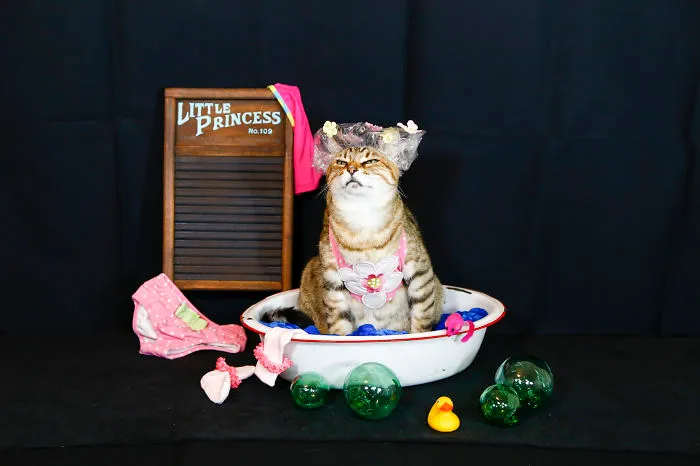 73 Crazy Cats That Actually Love Water