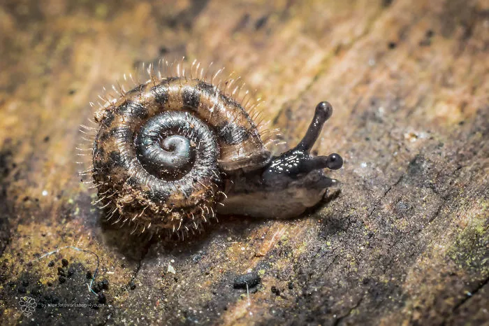 Hairy Snail, Makro, 5mm Small In Real!