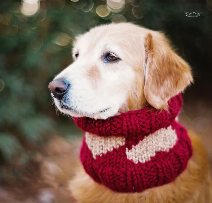 Valentine's Day Knitting For Dogs