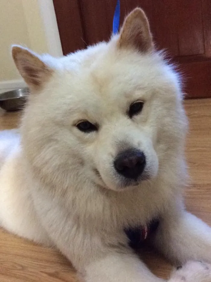 Chow Husky Lab Mini Pin Mix