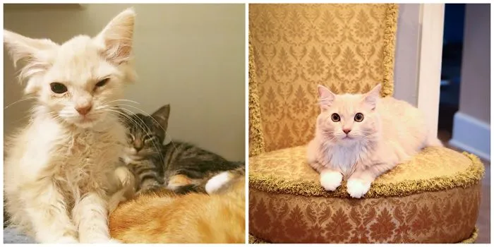 Einstein ( Alvie) The Day I Rescued Him And Today.