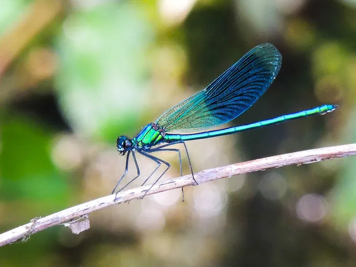 Dragonflies