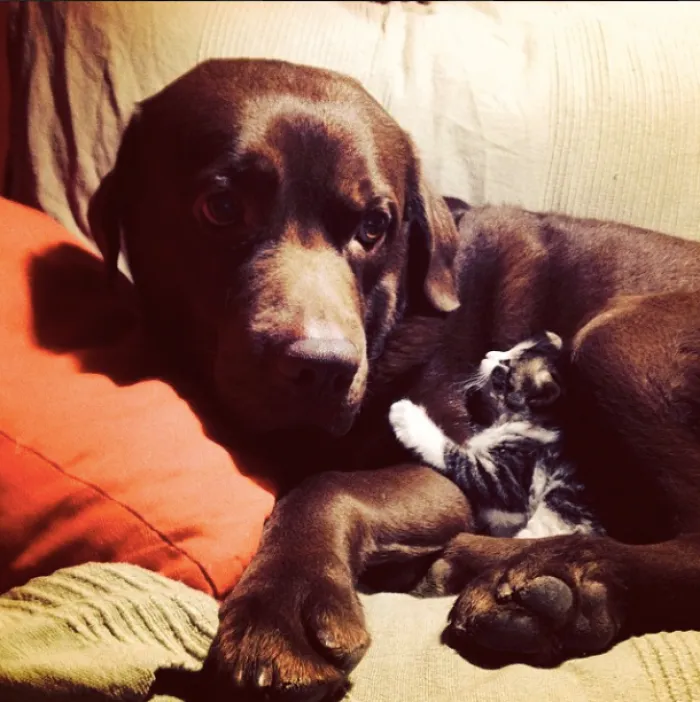 80 Cats Who Use Dogs As Pillows