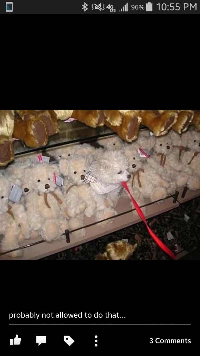 Which One Is The Dog?