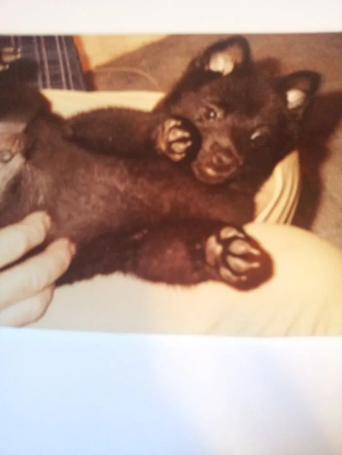 Skipper (schipperke) At Eight Weeks
