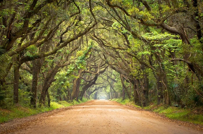 Tree Tunnel - So Carolina, Usa