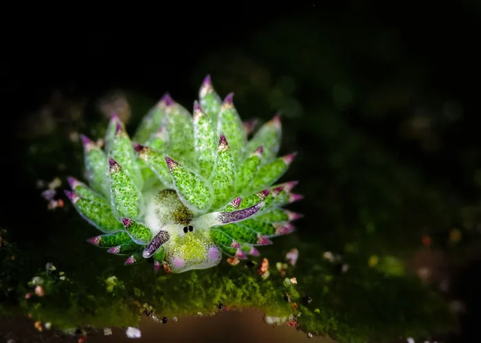 Costasiella