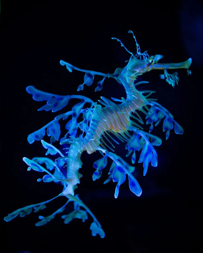 Sea Dragon
