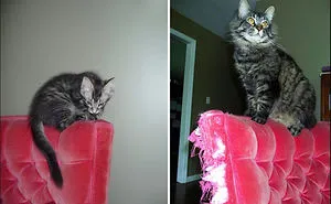36 Before-And-After Photos Of Cats Growing Up