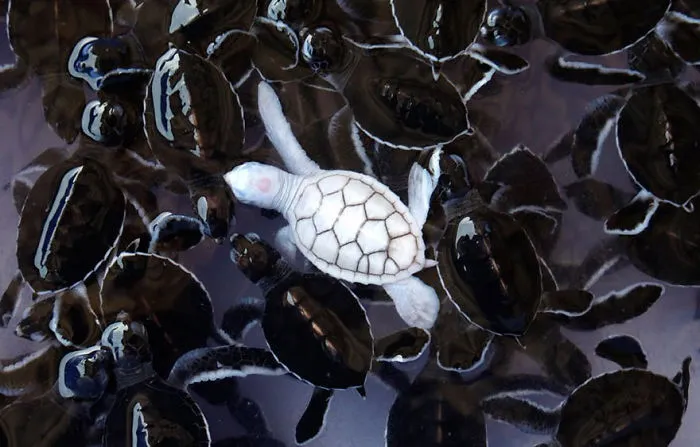 Albino Turtle