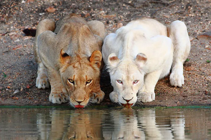 Albino Lioness