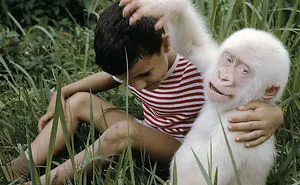 48 Albino Animals That Don't Need Color To Look Cool