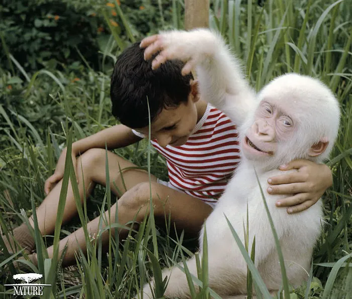 Albino Gorilla
