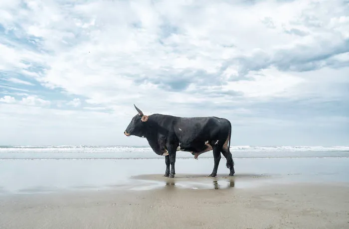 The Bulls Who Went To New York City