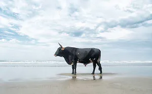 The Bulls Who Went To New York City