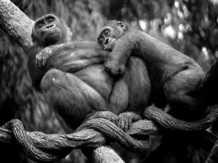 Lowland Gorillas