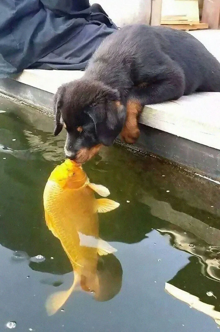 Kiss With A Fish
