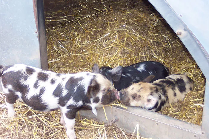 Kissing Piglets