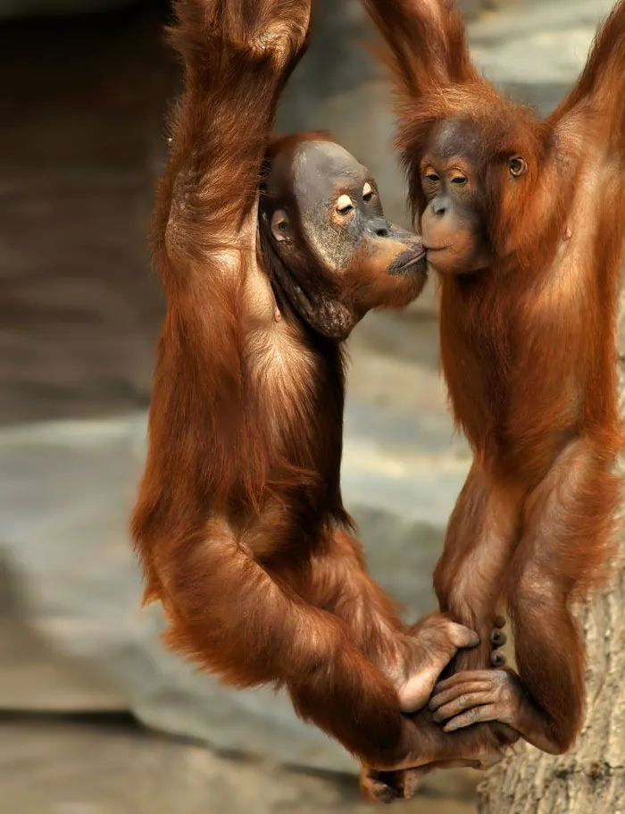Young Love
