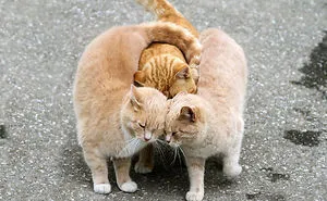 93 Animal Couples That Prove Love Exists In The Animal Kingdom Too