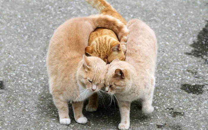 Kitty Love