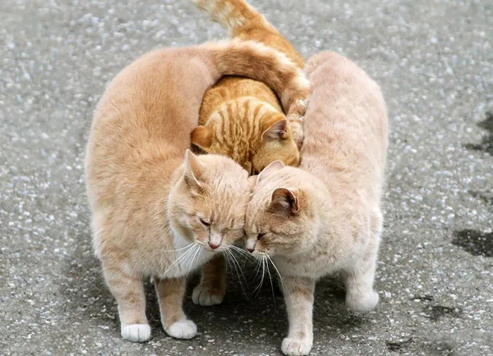 Kitty Love