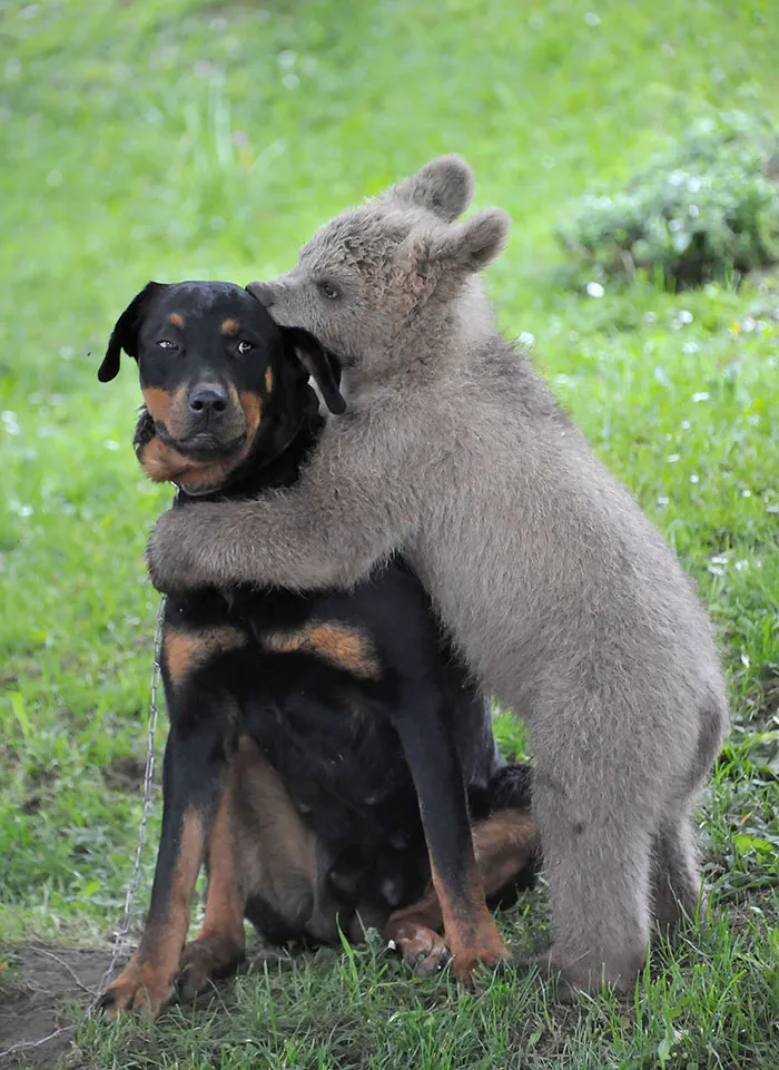 Bear Cub Hugging A Dog