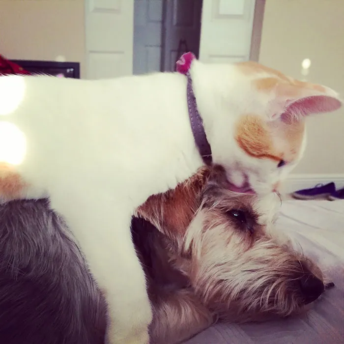 Morning Kisses
