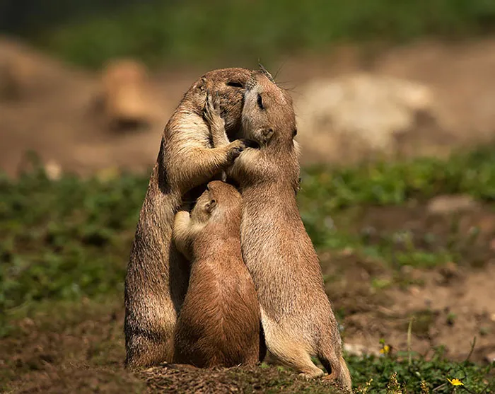 Prairie Dog Family