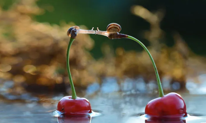Kissing Snails