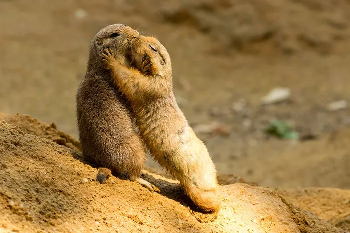 Prairie Dogs' Love