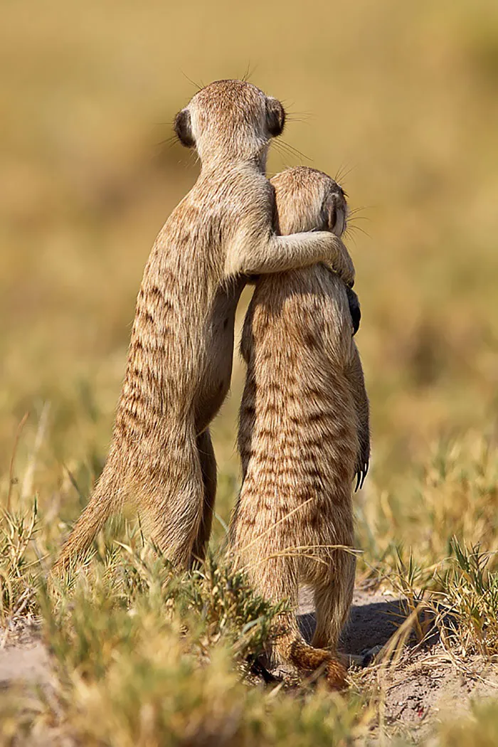 Merkats
