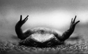 I Captured These Animals With My Father's Old Japanese Film Camera From 1960's