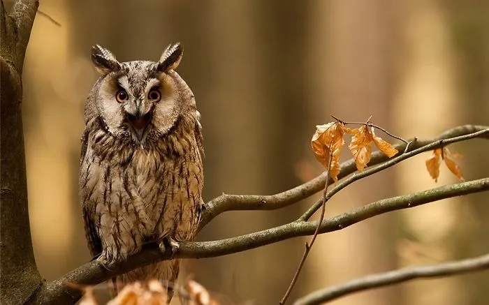 112 Majestic Owls Caught On Camera