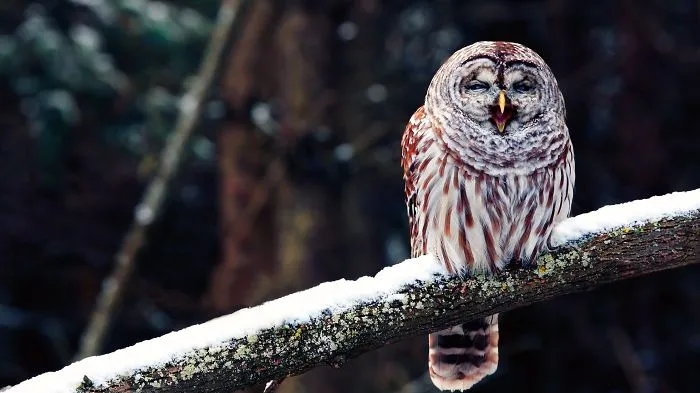 112 Majestic Owls Caught On Camera