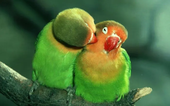 Pure Love