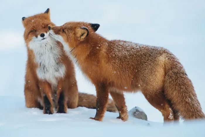 Foxes In Love