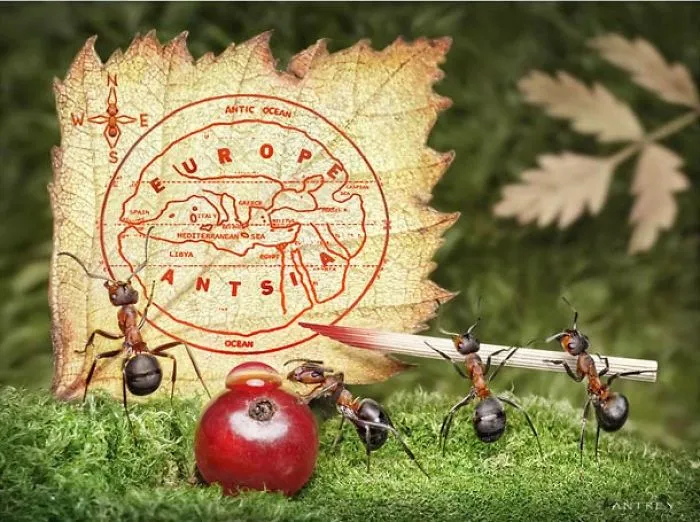 The Secret Life Of Ants