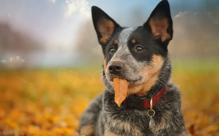 Autumn Dog