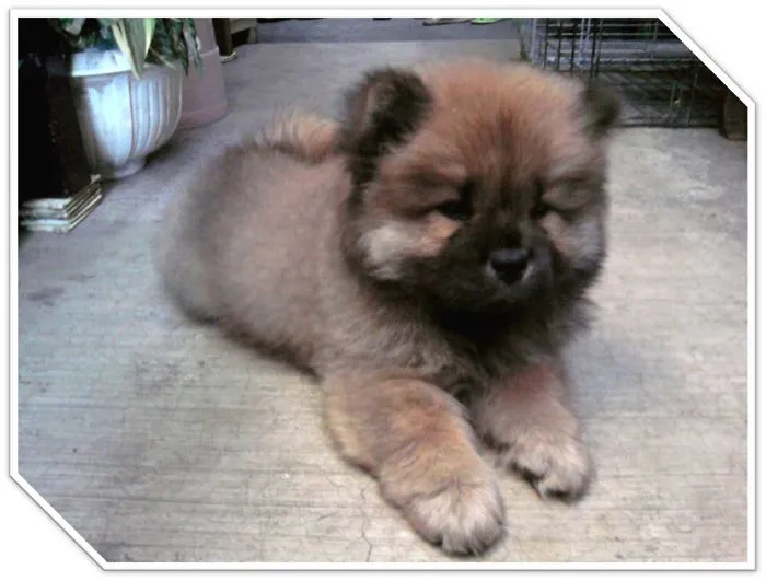 Chubby Puppy