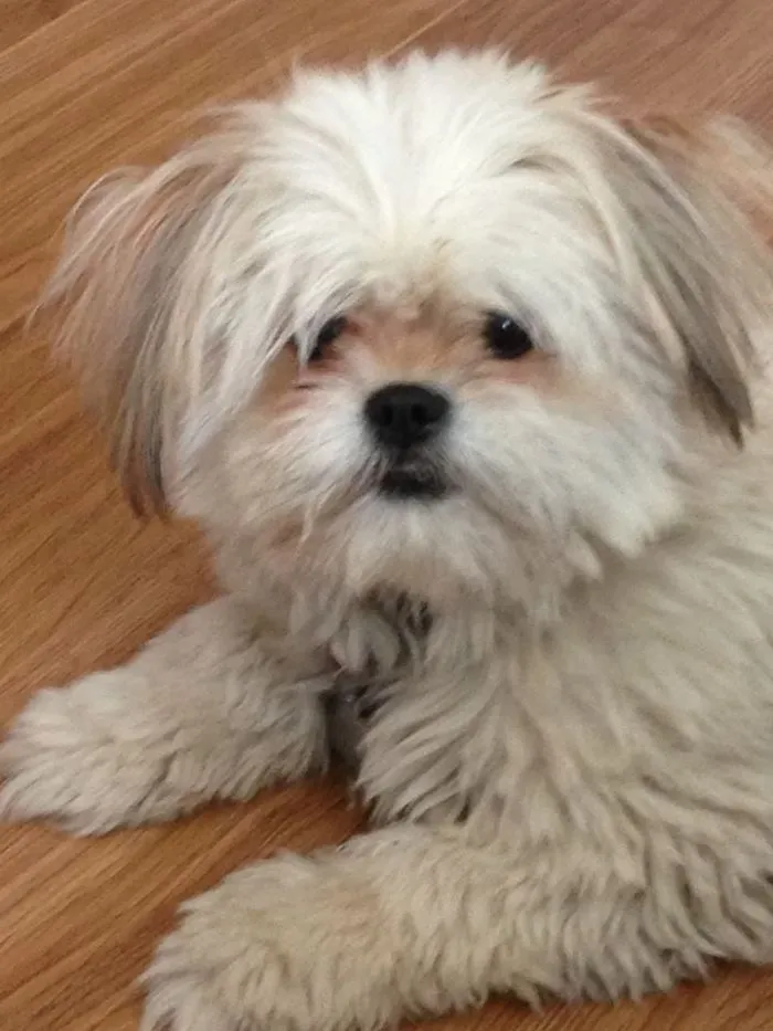 Bama , Shih Tzu Chihuahua 2 Years Old