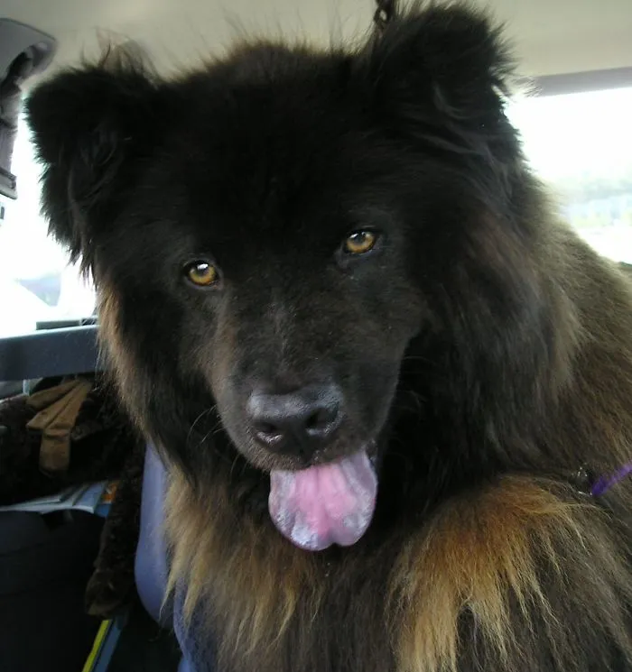 The Late, Lamented Mandy, The Bear-shaped Dog, 1998-2012