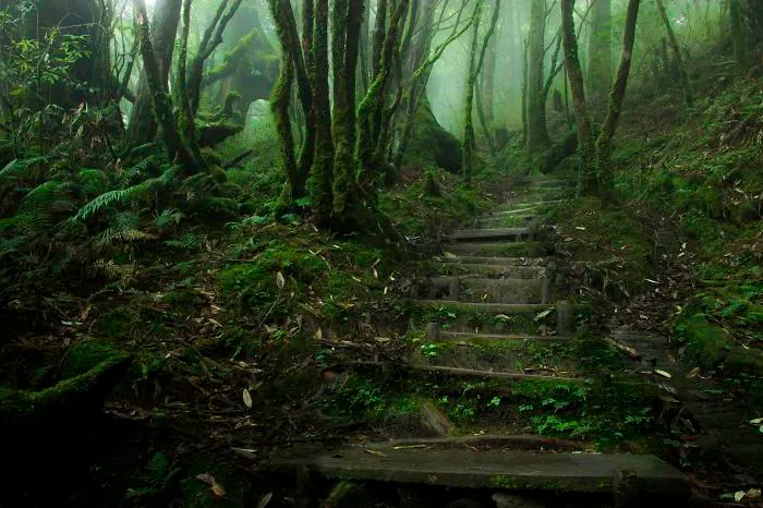 Chinese Hemlock Trail, Taipingshan, Taiwan