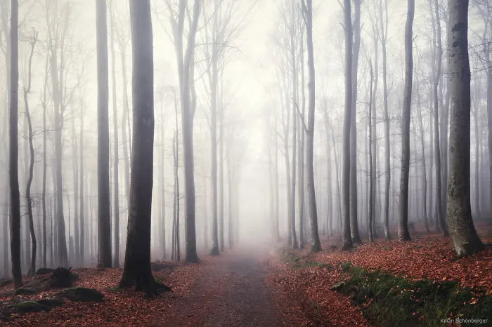 Bavarian Forest, Germany