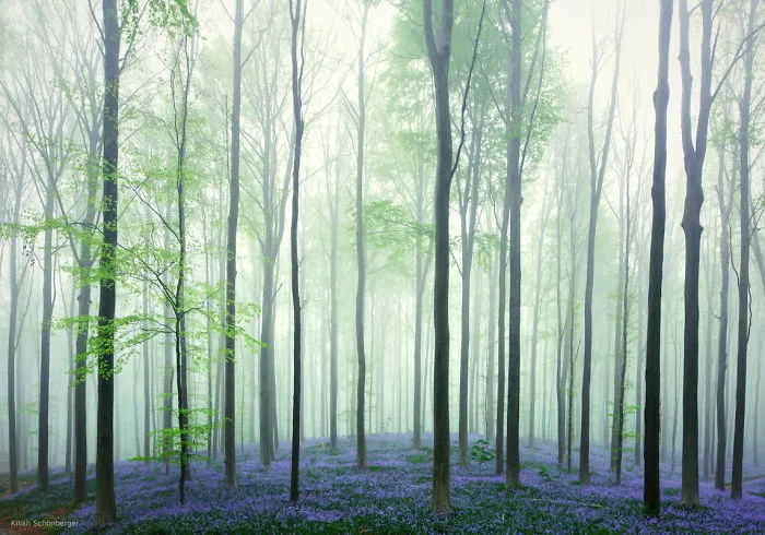Hallerbos, Belgium
