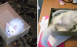 36 Before-And-After Photos Of Cats Growing Up