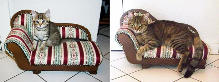 Kría The Cat And Her Sofa