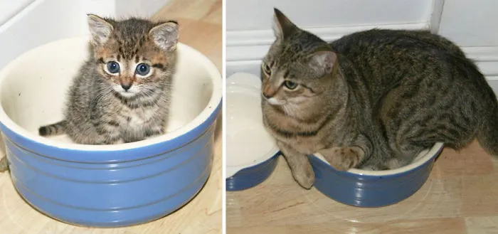 My Cat Sparta, Then And Now