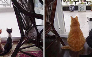 36 Before-And-After Photos Of Cats Growing Up
