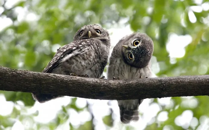 112 Majestic Owls Caught On Camera